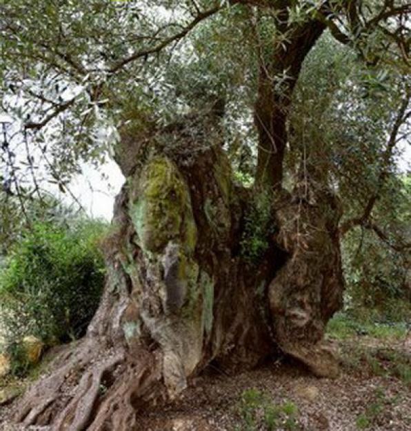 Los olivos más viejos