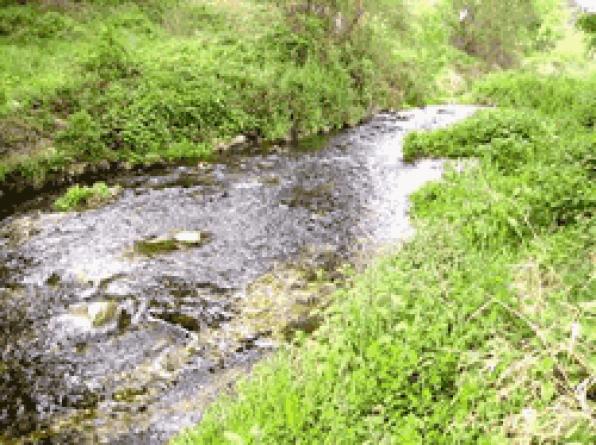 The restoration of Gaia in the Alameda are presented at a conference of river restoration