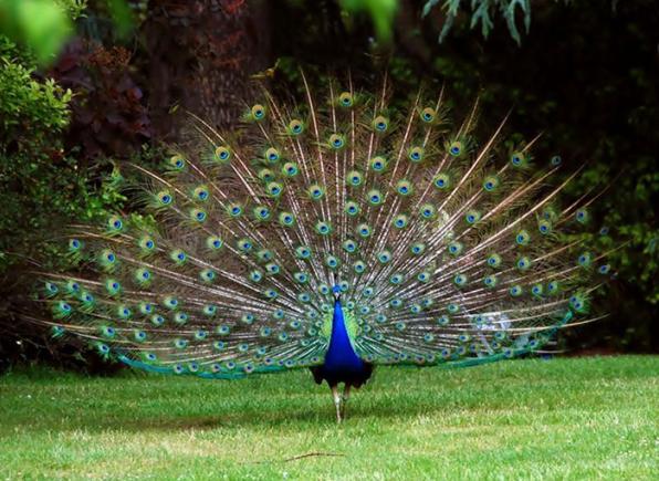 Peacock in the Parc Samá