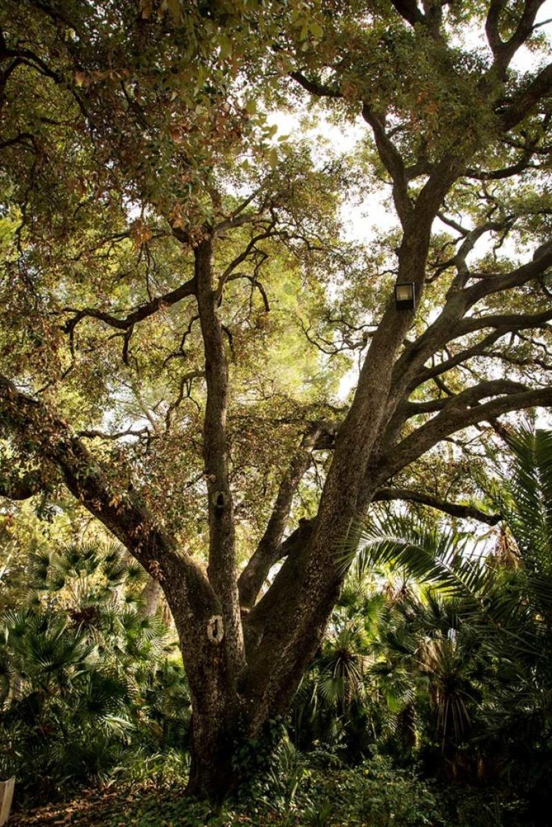 Quercus in the Parque Sam&aacute;