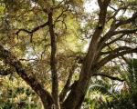 Quercus en el Parque Samá