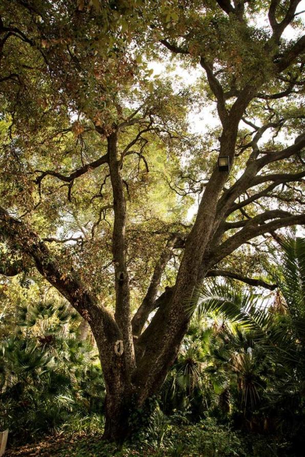 Quercus en el Parque Samá