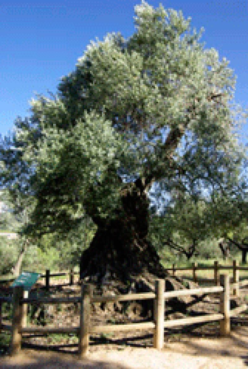 Horta de Sant Joan: Lo Parot, el olivo m&aacute;s viejo