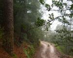 Bosque de Poblet