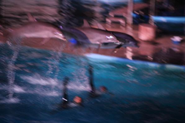 Una de las piruetas de los delfines del Aquopolis Costa Dorada.