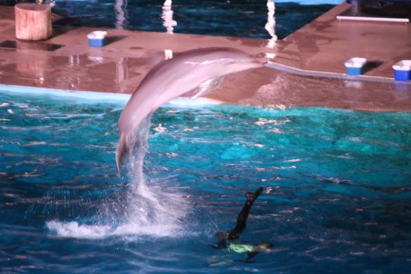 Un salto de los delfines de Aquopolis Costa Dorada.