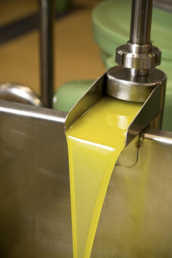 La cooperativa prevé más de 700.000 litros de aceite de oliva virgen