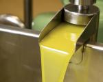 La cooperativa preveu més de 700.000 litres d’oli d’oliva verge