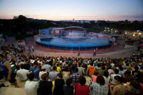 Espectacle nocturn de dofins a la Pineda Platja