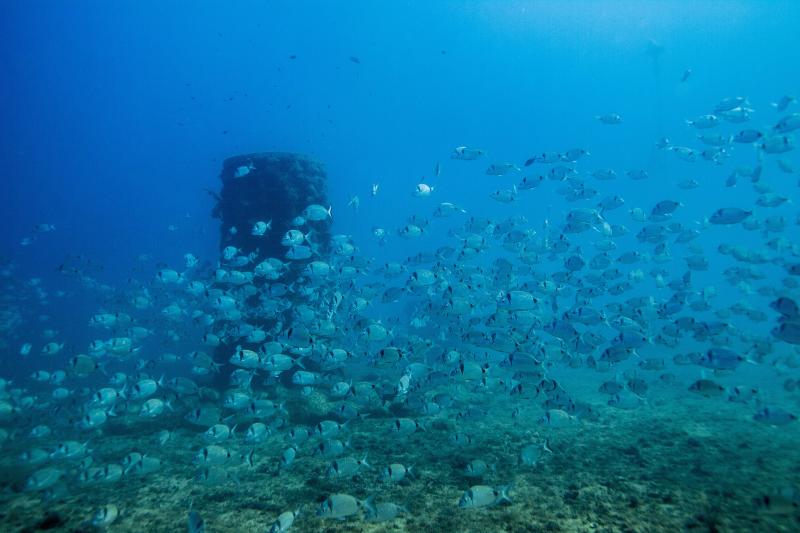 Flora y fauna marina alrededor de las boyas ecol&oacute;gicas
