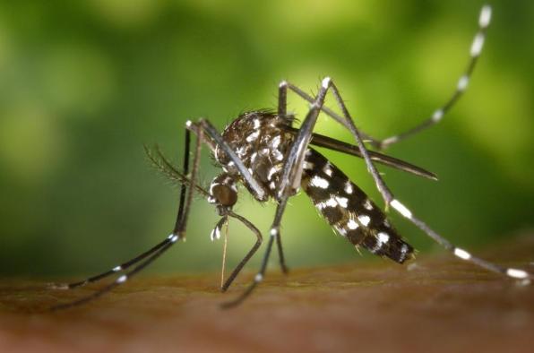 Consells pel control  del mosquit tigre a Tarragona