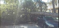 Vientos de 145 km/h. provocan caída de árboles en Salou