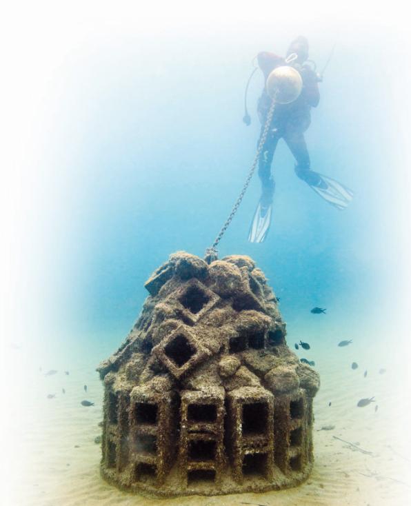 Imagen submarina de uno de los biótopos financiados por Repsol