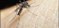 Salou diagnosticará la presencia del mosquito tigre