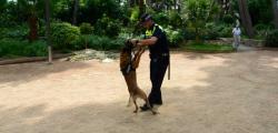 Salou mejora la seguridad en verano con la unidad canina