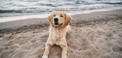 Espacio para perros en la playa de Ponent de Salou