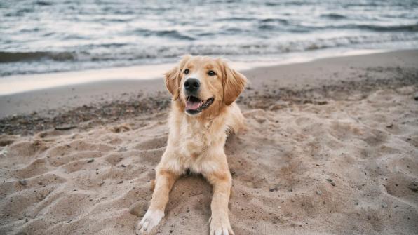 Perro en la playa de Salou.Cedida