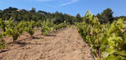 Vi&ntilde;as verdes cerca del mar o recuperar variedades hist&oacute;ricas de uva