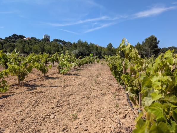 Vinyes verdes vora el mar a Salou