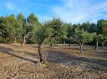 Oliveres del Bosc de la Duna Gran i del Pla del Maset