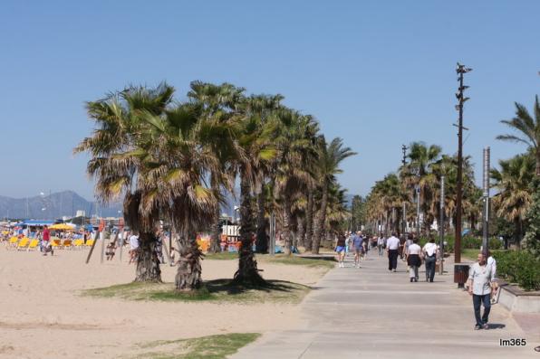 Treballs de poda i condicionament de les mil palmeres que hi ha a Salou