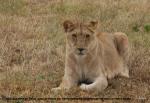 One man had a lion in a warehouse in Salou and got a stroll tied like a dog