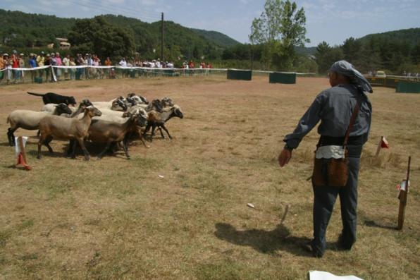 El Concurs Internacional d'Habilitat de Gossos dAtura de Prades serà el 2 d'agost