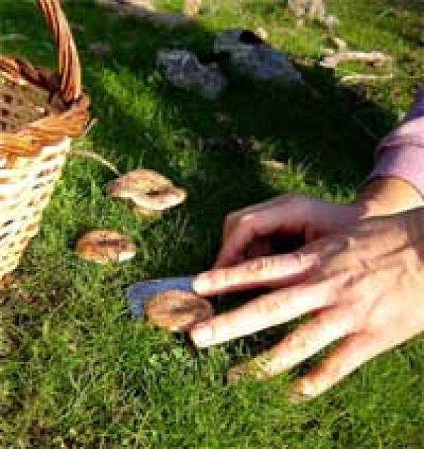 Mushroom season starts with the appearance of the first milk caps