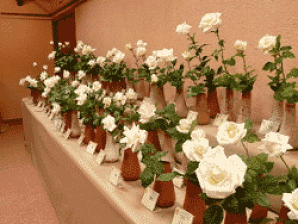 Tot a punt per al 16è Concurs de Roses del Vendrell