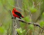 Catalonia is touted as a prime destination for bird tourism in the British Birdwatching Fair