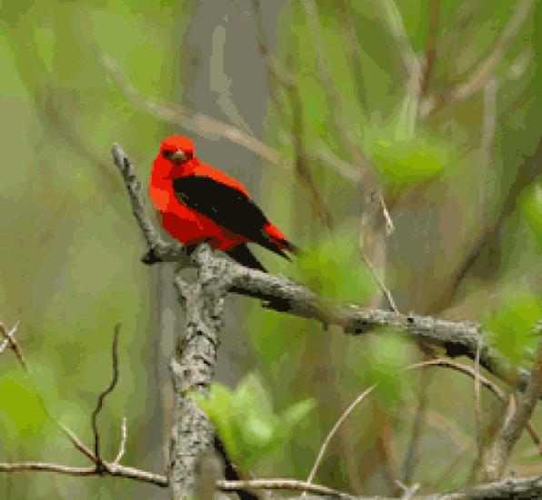 Cataluña se promociona como destino de turismo ornitológico en la British Birdwatching Fair